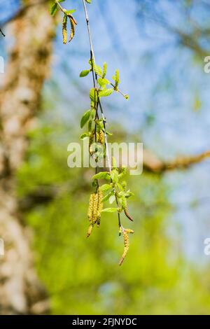 Neu auftauchende Kätzchen der Flussbirke, Betula nigra, in Kansas, USA. Stockfoto