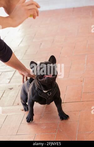 Ein männlicher Besitzer einer schwarzen französischen Bulldogge, die seine trainiert Haustier Stockfoto