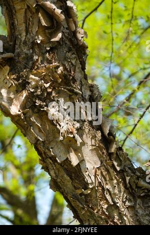 Nahaufnahme der abblätternden Rinde einer Flussbirke, Betula nigra mit neuer hellgrüner Frühlingsblattfarbe im Hintergrund. Kansas, USA Stockfoto