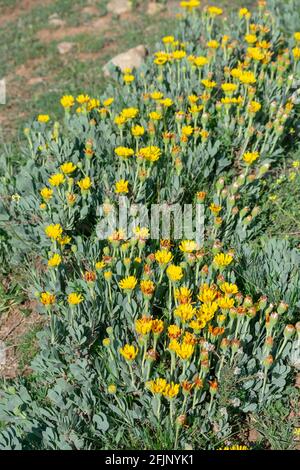 Nahaufnahme von Hertia cheirifolia Stockfoto