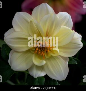 Nahaufnahme einer einzigen gelben Dahlia-Blume aus einer rosafarbenen und zitronenfarbenen Dahlia-Pflanze, die auf schwarzem Hintergrund mit Fokus-Stapeltechnik isoliert ist. Stockfoto