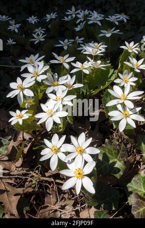 Sanguinaria canadensis ist eine medizinische nordamerikanische Frühlingswildblume, die wegen des leuchtend roten saftes, den die Pflanze beim Schneiden ausströmt, auch als Blutfloh bekannt ist. Stockfoto