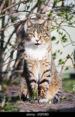 Eine wunderschöne streunende Katze sitzt im Busch und schaut auf die Kamera. Stockfoto