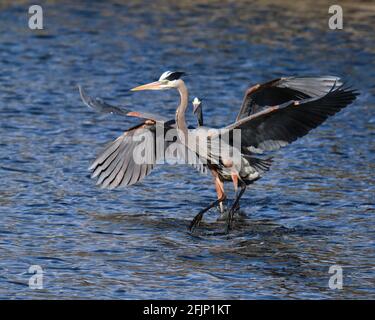 Die großen Blaureiher, Ardea herodias, kehren auf dem Rideau-Kanal in Ottawa zurück. Ein Paar kommt zum Fischen in den Gewässern des Dow's Lake Reservoirs, während es sein eigenes Territorium schützt. Stockfoto