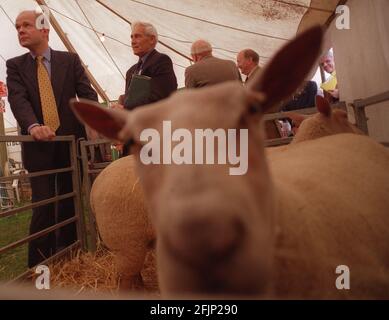 Konservativer Vorsitzender des Parlamentsabgeordneten von William Hague mit Charollais-Schafen vom 1998. Juni Auf der Three Counties Show in Malvern Stockfoto