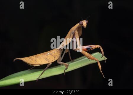 Wunderschöne Nahaufnahme von Wildtieren Totes Blatt Mantis auf grünen Blättern - Deroplatys truncata (selektiver Fokus) Stockfoto