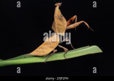 Wunderschöne Nahaufnahme von Wildtieren Totes Blatt Mantis auf grünen Blättern - Deroplatys truncata (selektiver Fokus) Stockfoto