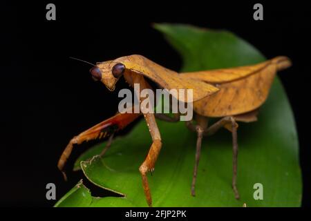 Wunderschöne Nahaufnahme von Wildtieren Totes Blatt Mantis auf grünen Blättern - Deroplatys truncata (selektiver Fokus) Stockfoto