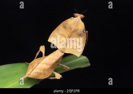 Wunderschöne Nahaufnahme von Wildtieren Totes Blatt Mantis auf grünen Blättern - Deroplatys truncata (selektiver Fokus) Stockfoto