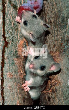 Gewöhnlicher essbarer Siebenschläfer (Glis glis), Jungtiere, Niedersachsen, Deutschland Stockfoto