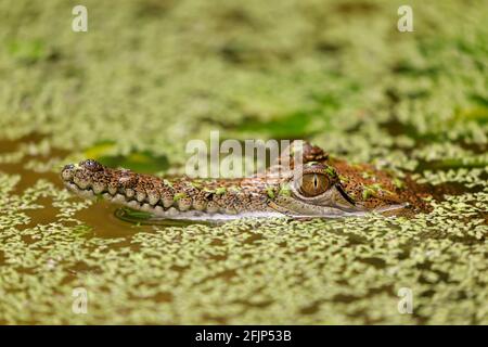 Australien Krokodil (Crocodylus johnsoni), jugendlich, im Wasser, Porträt, gefangen, Australien Stockfoto