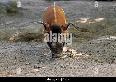 Bürstenohrschwein (Potamochoerus porcus pictus), erwachsen, Futter, gefangen Stockfoto