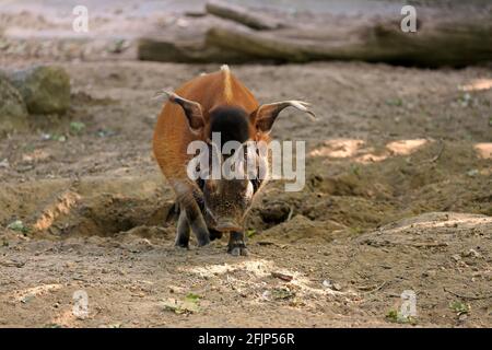 Bürstenohrschwein (Potamochoerus porcus pictus), erwachsen, Futter, gefangen Stockfoto