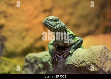 Nordafrikanischer Stachelschwanzdrache (Uromastyx acanthinura), auf Felsen, wachsam, gefangen, Nordafrika Stockfoto