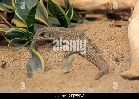 Gestreifte Schildeidechse (Gerrhosaurus nigrolineatus), erwachsen, Futter, gefangen Stockfoto