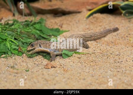 Gestreifte Schildeidechse (Gerrhosaurus nigrolineatus), erwachsen, Futter, gefangen Stockfoto