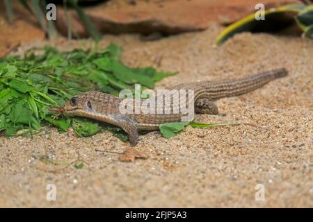 Gestreifte Schildeidechse (Gerrhosaurus nigrolineatus), erwachsen, Futter, gefangen Stockfoto