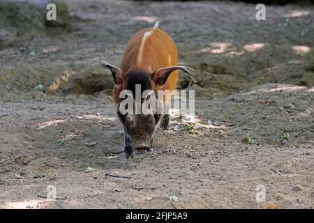 Bürstenohrschwein (Potamochoerus porcus pictus), erwachsen, Futter, gefangen Stockfoto