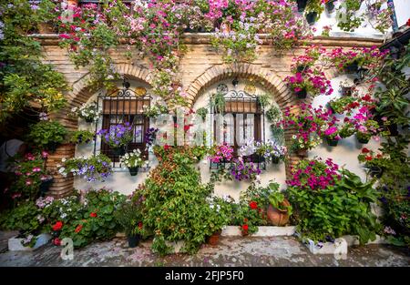 Terrasse mit Blumen geschmückt, Geranien in Blumentöpfen an der Wand des Hauses mit Fenstern, Fiesta de los Patios, Cordoba, Andalusien, Spanien Stockfoto