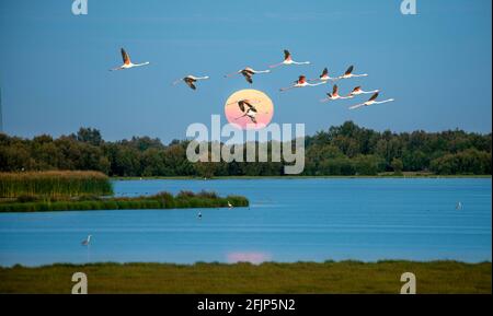 Große Flamingos (Phoenicopterus roseus) im Flug, rosa Flamingos vor der untergehenden Sonne über einem See, Donana Nationalpark, Provinz Huelva Stockfoto