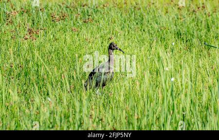 Hochglanz-Ibis (Plegadis falcinellus) im Gras, Nationalpark Donana, Provinz Huelva, Andalusien, Spanien Stockfoto