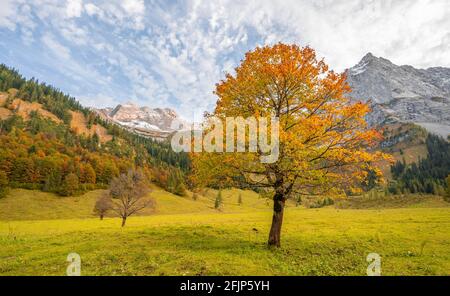 Ahornbaum mit Herbstblättern, Herbstlandschaft im Risstal mit Spritzkarspitze, Grosser Ahornboden, Engalpe, eng, Hinterriss Gemeinde, Karwendel Stockfoto