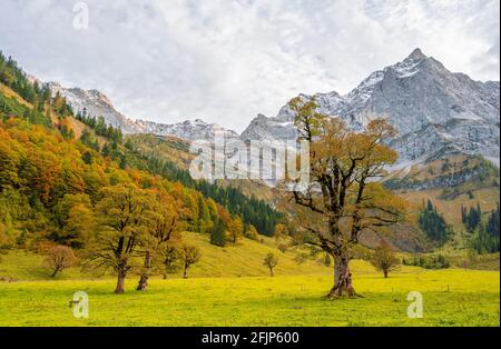 Ahornbaum mit Herbstblättern, Herbstlandschaft im Risstal mit Spritzkarspitze, Grosser Ahornboden, Engalpe, eng, Hinterriss Gemeinde, Karwendel Stockfoto