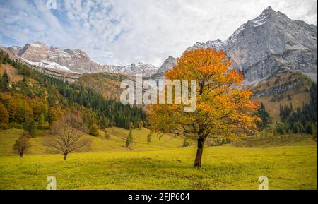 Ahornbaum mit Herbstblättern, Herbstlandschaft im Risstal mit Spritzkarspitze, Grosser Ahornboden, Engalpe, eng, Hinterriss Gemeinde, Karwendel Stockfoto