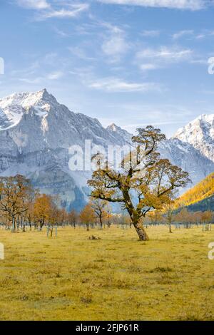 Ahornbaum mit Herbstblättern, Herbstlandschaft im Risstal mit Spritzkarspitze, Grosser Ahornboden, Engalpe, eng, Hinterriss Gemeinde, Karwendel Stockfoto