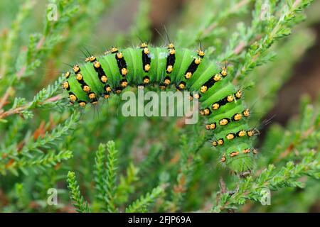 Raupe eines Nachtpfauens (Saturnia) auf Blatt, Goldenstedter Moor, Oldenburger Münsterland, Niedersachsen, Deutschland Stockfoto