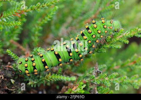 Raupe eines Nachtpfauens (Saturnia) auf Blatt, Goldenstedter Moor, Oldenburger Münsterland, Niedersachsen, Deutschland Stockfoto