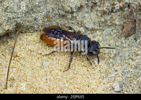 Große (Sphecodes albilabris) Blutbiene, Naturschutzgebiet Boberger Sandduenen, Hamburg Stockfoto