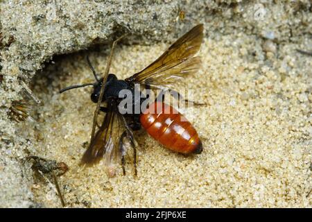 Große (Sphecodes albilabris) Blutbiene, Naturschutzgebiet Boberger Sandduenen, Hamburg Stockfoto