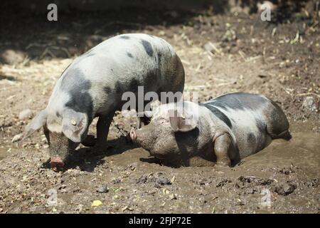 Bunte Bentheimer Schwein, in der Wache, Schwein, Schweine, Schlamm, Schlammbad Stockfoto