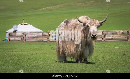 Mongolischer Yak (Bos grunniens) in der Nähe einer Jurte von Nomaden, Provinz Archangai, Mongolei Stockfoto