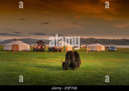 Yak weidet vor Ger, Provinz Arkhangai, Mongolei Stockfoto