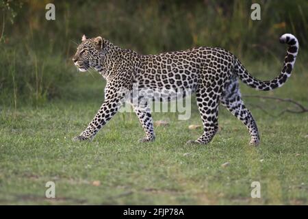 Afrikanischer Leopard (Panthera pardus), Massai Mara Game Reserve, lateral, Kenia Stockfoto