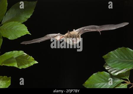 Bechstein's bat (Myotis bechsteinii), Deutschland Stockfoto