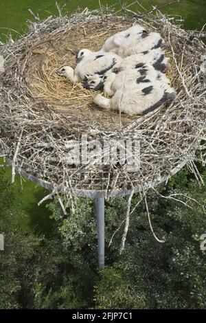 Weißstörche (Ciconia ciconia), Küken im Nest, Deutschland Stockfoto