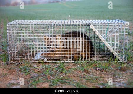 Waschbär (Procyon lotor), Lebensfalle, gefangen in der Falle, Niedersachsen, Deutschland Stockfoto