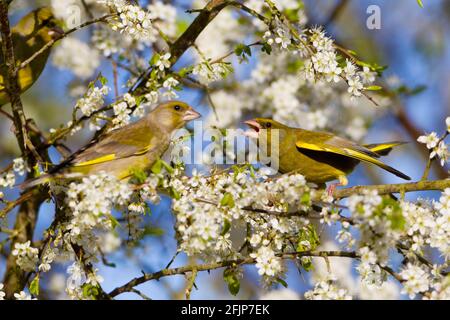 Europäische Grünfinken (Carduelis chloris), Finken, Niedersachsen, Deutschland Stockfoto