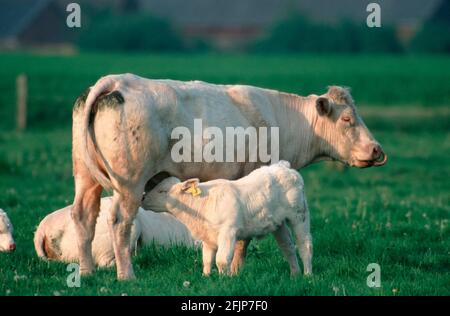 Charolais Rinder, Kuh Mutterkalb, Kühe, Kühe Kalb, Baby Kalb Stockfoto