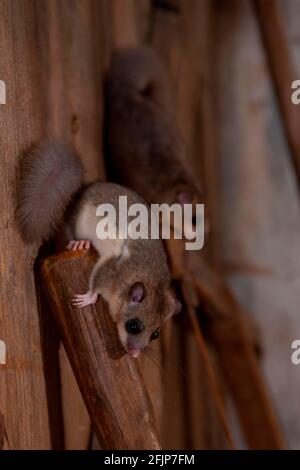 Essbare oder Fett Siebenschläfer (Glis Glis) Stockfoto