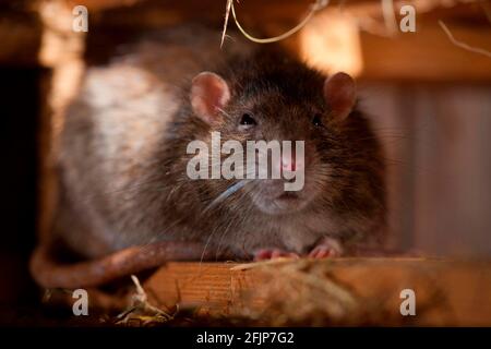 Ratte (Rattus norvegicus forma domestica), versteckt, Rheinland-Pfalz, Deutschland Stockfoto