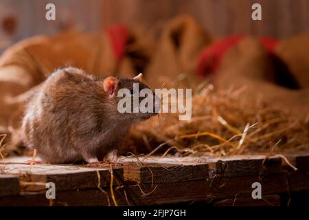 Ratte (Rattus norvegicus forma domestica), Deutschland Stockfoto