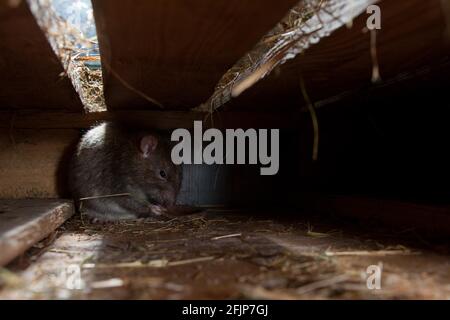 Ratte (Rattus norvegicus forma domestica), versteckt, Rheinland-Pfalz, Deutschland Stockfoto