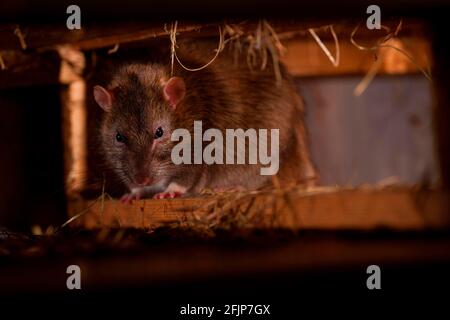 Ratte (Rattus norvegicus forma domestica), versteckt, Rheinland-Pfalz, Deutschland Stockfoto