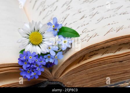 Gemeine Gänseblümchen (Bellis perennis) und Forget-me-not, altes Manuskript (Myosotis sylvatica), Denkmal, , Buch Stockfoto