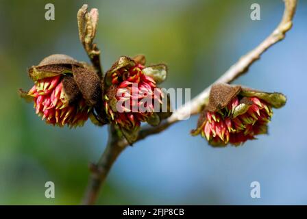 Persisches Eisenholz (Parrotia persica) Parrotie Stockfoto