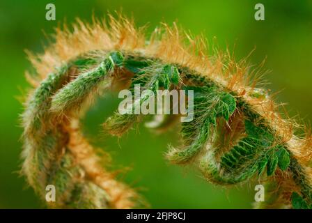 Japanischer Schildfarn (Polystichum polyblepharum) Stockfoto